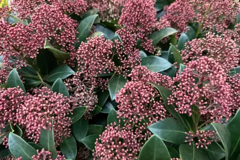 Gęste skupiska drobnych, różowych pąków kwiatowych na tle ciemnozielonych liści. Skimmia Rubella w pełnej krasie.