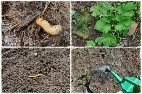 Larwa chrząszcza i dżdżownica w ziemi. Widać też rośliny i podlewanie grządek.