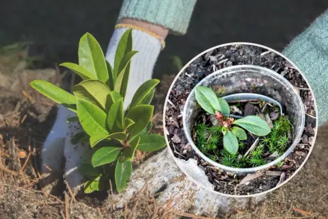 Sadzenie młodej sadzonki rododendrona. W okręgu widać małą roślinę w doniczce, co ilustruje rododendron rozmnażanie.