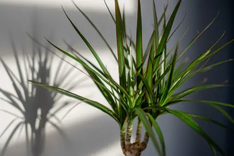 Dracena z zielonymi liśćmi i czerwonymi brzegami, rzucająca cień. Jaka ziemia będzie dla niej najlepsza?