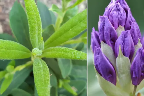 Zielony rododendron z pąkami kwiatów w kolorze fioletowym. Czekamy na moment, kiedy rododendron kiedy kwitnie, by podziwiać jego piękno.