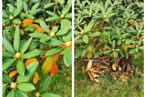Rododendron z żółknącymi liśćmi. Jak uratować rododendrona? Sprawdź, czy ma odpowiednie podłoże i wilgotność.