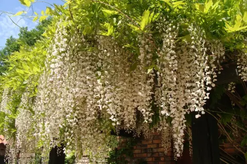 Obfite grona białej wisterii zwisają kaskadami, tworząc magiczny widok, kiedy kwitnie wisteria.