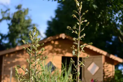 Czemu nie kwitnie mi juka ogrodowa? Oto najczęstsze przyczyny