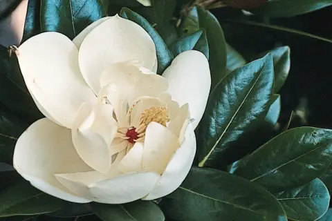 Piękna, kremowa magnolia zimozielona rozkwita wśród ciemnozielonych, błyszczących liści.