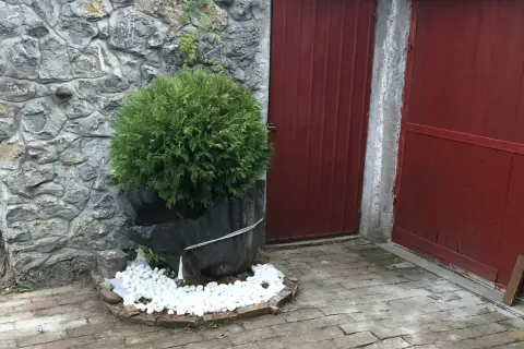 Okrągłe tuje w donicach przy kamiennym murze i czerwonych drzwiach.