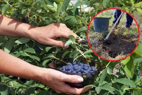 Zbieranie jagody kamczackiej i przygotowanie grządki do jej sadzenia.