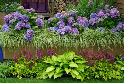 Kwiaty w donicy: fioletowe hortensje, trawa ozdobna, purpurowe astilbe i zielone hosty.