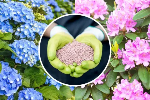 Ręce w rękawiczkach trzymają nawóz do rododendronów. Obok kwitnące niebieskie hortensje i różowe rododendrony.