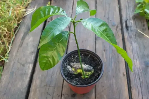 Młoda roślinka mango z pestki, z widocznym zalążkiem w ziemi, w doniczce na drewnianym blacie.
