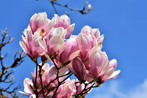 Kwitnąca magnolia, choć już po głównym kwitnieniu, wciąż zachwyca różowo-białymi pąkami na tle błękitnego nieba.