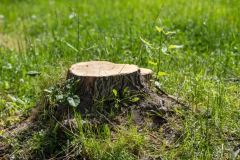 Gruby pień drzewa, otoczony zieloną trawą i młodymi pędami, stanowi świadectwo minionego życia.