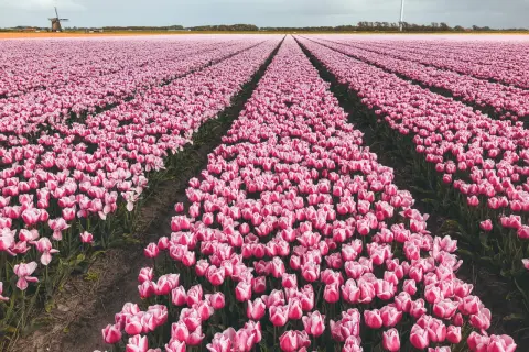 Nieskończony **pole tulipanów** w odcieniach różu, z wiatrakiem w oddali.