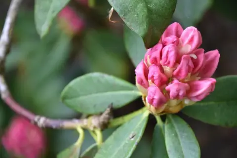 Pąk różowego rododendronu, gotowy do rozkwitu. Pielęgnacja rododendronu wymaga odpowiedniego stanowiska i kwaśnej gleby.