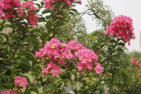 Krzew lagerstroemia w pełnym rozkwicie, z bujnymi, różowymi kwiatami i zielonymi liśćmi.