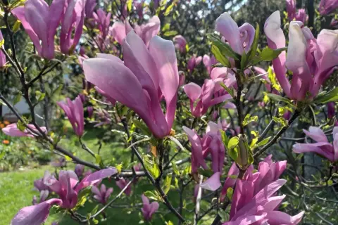 Piękna, kwitnąca magnolia w doniczce, z różowymi, delikatnymi płatkami na tle zielonego ogrodu.
