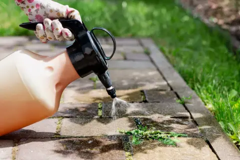 Rękawiczka w kwiatki trzyma opryskiwacz, który rozpyla płyn na chwasty w kostce brukowej.