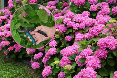 Różowe hortensje w pełnym rozkwicie, ręka z sekatorami przycinająca gałązkę.
