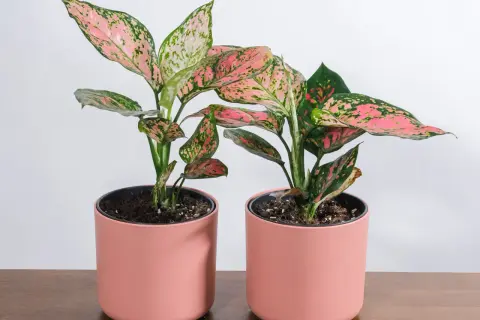 Dwa piękne aglaonema kwiaty w różowych doniczkach, z liśćmi w odcieniach zieleni i różu, stoją na drewnianym blacie.