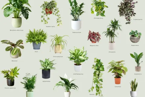 Kolekcja roślin doniczkowych: Monstera, paproć, zamiokulkas, begonia, kalatea i inne. Poznaj nazwy kwiatów doniczkowych.