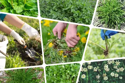Ręce w rękawiczkach wyrywają chwasty dwuliścienne, takie jak mniszki lekarskie, z trawnika. Inne ujęcia pokazują różne rodzaje niepożądanych roślin.