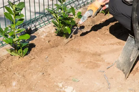 Sadzenie laurowiśni na żywopłot: co ile sadzić? Dwie młode rośliny przy siatce, ręka w rękawiczce i łopata sugerują początek prac.