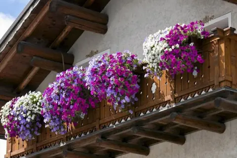 Kwiaty na balkon wschodni: kaskady fioletowych, różowych i białych petunii ozdabiają drewnianą balustradę, tworząc barwny dywan.