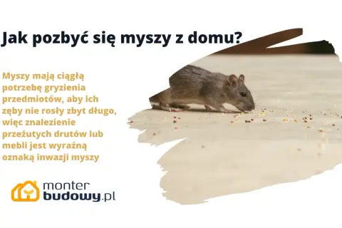 Szara mysz gryzie ziarna na podłodze. Tekst informuje, jak pozbyć się myszy z domu, gdy przegryzają przedmioty.