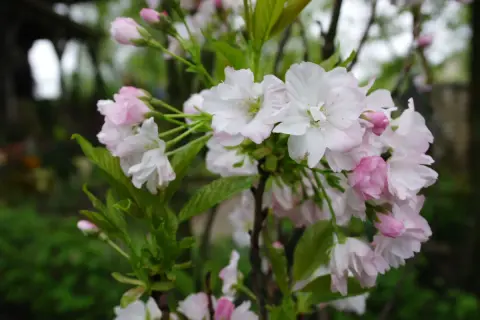 Delikatne, biało-różowe kwiaty wiśni Prunus serrulata 'Amanogawa' rozkwitają na gałęziach, tworząc wiosenny obraz.