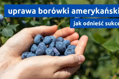 Dłonie pełne borówek amerykańskich. Dowiedz się, jak osiągnąć sukces w uprawie borówki amerykańskiej.