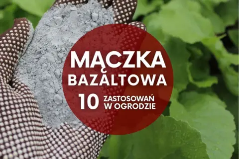 Ręka w rękawicy trzyma szarą mączkę bazaltową. Czerwone koło z napisem "Mączka bazaltowa. 10 zastosowań w ogrodzie" na tle zielonych liści.