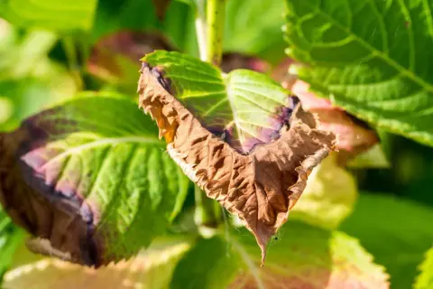 Dlaczego liście hibiskusa ogrodowego żółkną? Sprawdź przyczyny i rozwiązania.