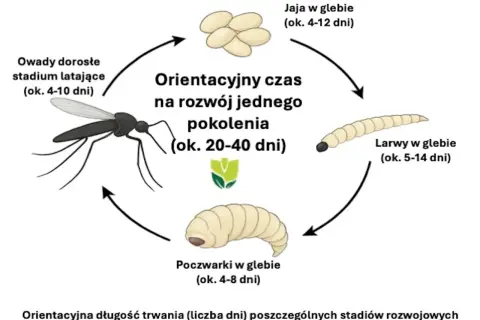 Cykl rozwojowy ziemiórek: jaja, larwy, poczwarki i dorosłe owady latające. Zobacz, jak wyglądają ziemiórki na różnych etapach.