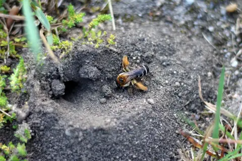 Dzikie pszczoły budują gniazda w ziemi. Jedna z nich, z puszystymi odnóżami, zbliża się do otworu.