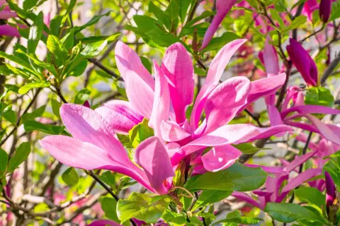 Piękne, różowe kwiaty magnolii, jedna z wielu odmian, rozkwitają wśród zielonych liści.