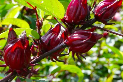 Czy hibiskus ogrodowy nadaje się na herbatę? Właściwości i przepisy na napar