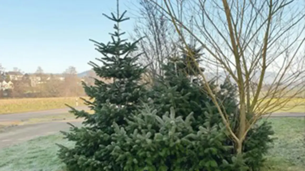 Kilka gęstych, zielonych drzewek sosna kaukaska w mroźny dzień, obok nagiego drzewa.