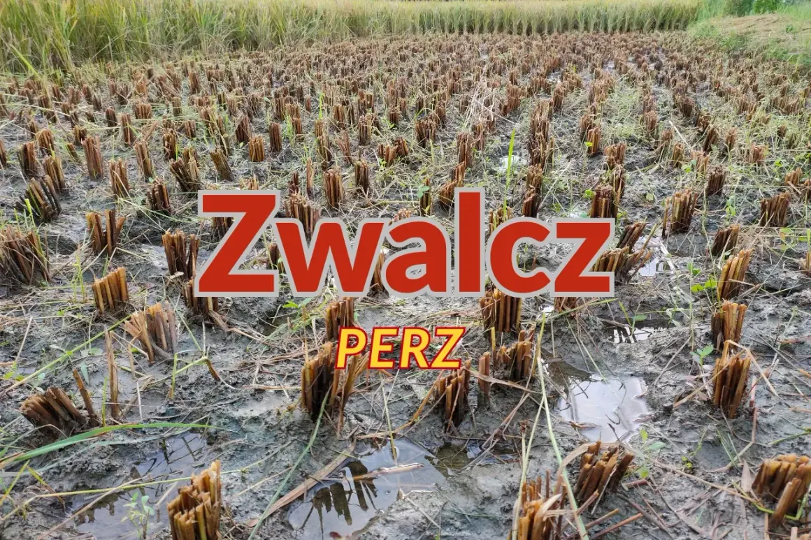 Pole ryżowe po żniwach, z widocznymi śladami po **peż** i błotnistą ziemią.