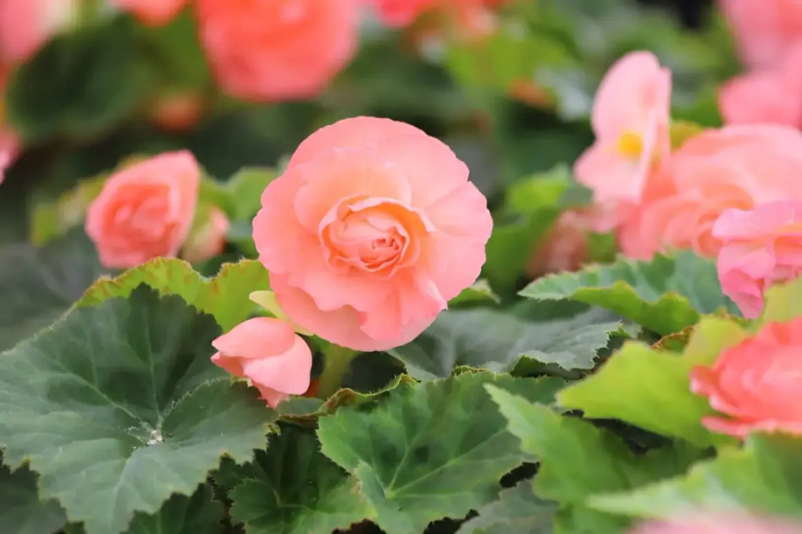 Delikatna begonia drobnokwiatowa w odcieniu brzoskwiniowym, otoczona zielonymi liśćmi.