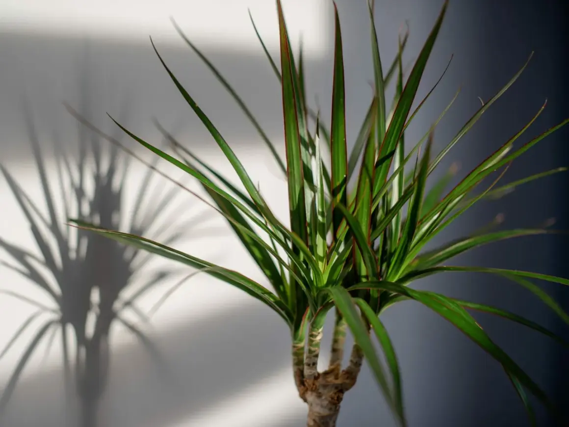 Dracena z zielonymi liśćmi i czerwonymi brzegami, rzucająca cień. Jaka ziemia będzie dla niej najlepsza?