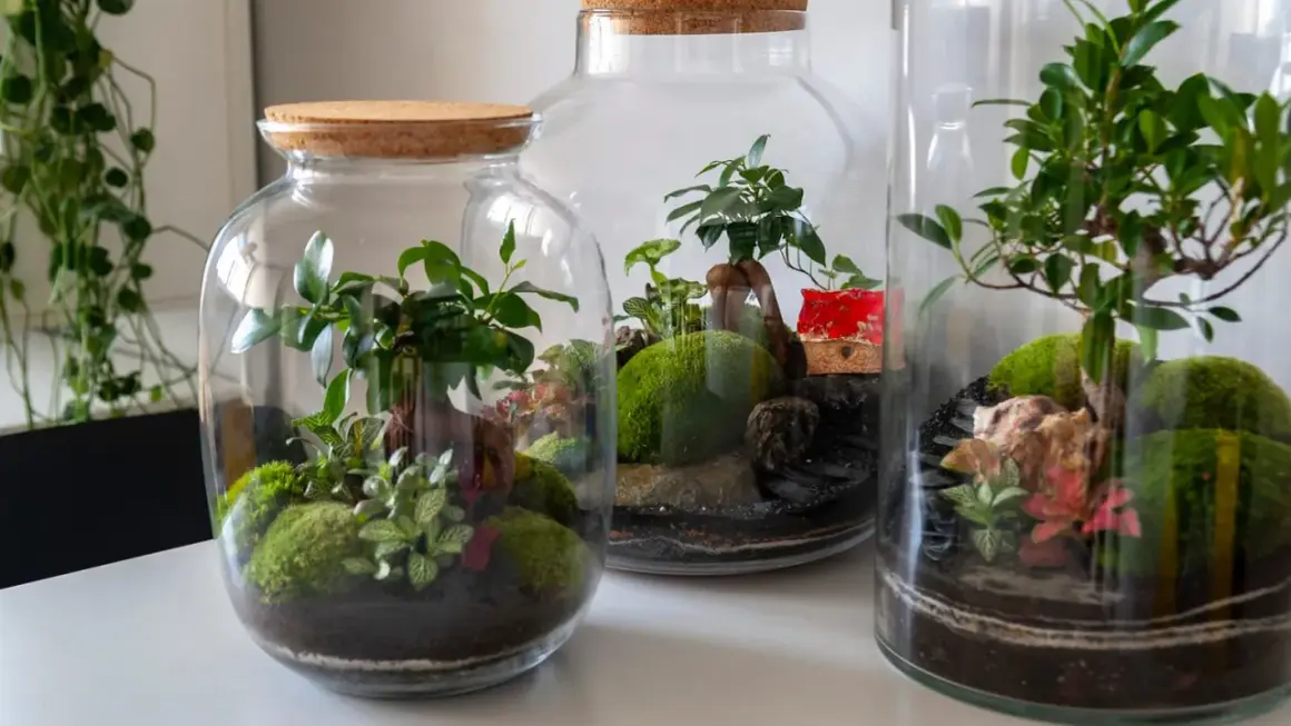 Miniaturowe ogrody w słoikach, pełne zieleni i mchu, tworzą magiczny świat. Każdy ogród w słoiku to małe dzieło sztuki.