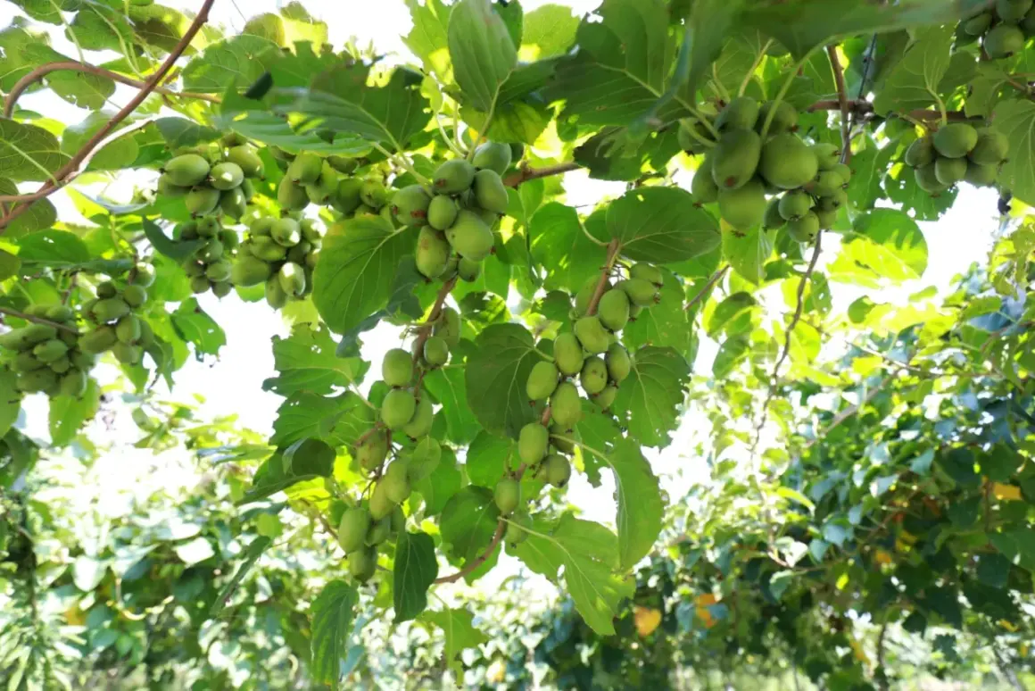 Krzewy obsypane zielonymi owocami, które pokazują, jak rośnie kiwi. Gałęzie uginają się pod ciężarem małych, okrągłych kuleczek.