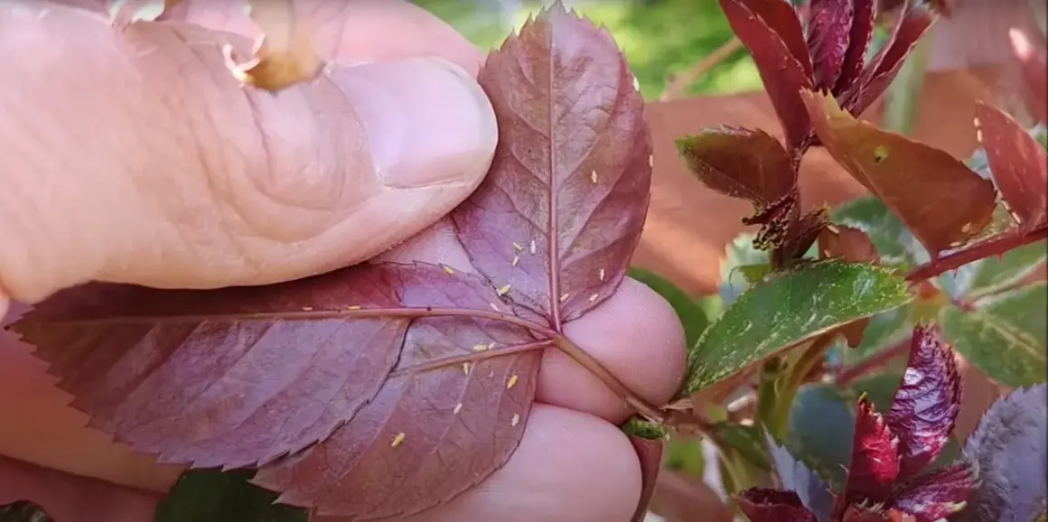 Dłoń pokazuje liść róży z widocznymi mszycami, które są groźnymi szkodnikami róż.