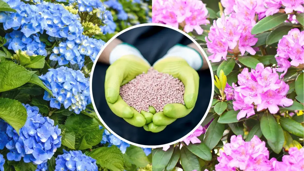 Ręce w rękawiczkach trzymają nawóz do rododendronów. Obok kwitnące niebieskie hortensje i różowe rododendrony.