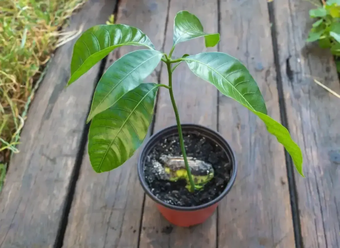 Młoda roślinka mango z pestki, z widocznym zalążkiem w ziemi, w doniczce na drewnianym blacie.