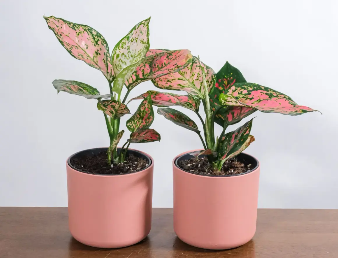 Dwa piękne aglaonema kwiaty w różowych doniczkach, z liśćmi w odcieniach zieleni i różu, stoją na drewnianym blacie.