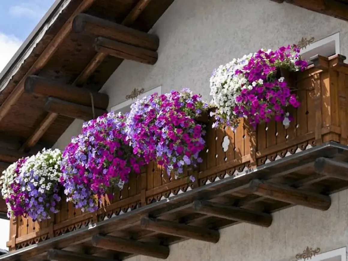 Kwiaty na balkon wschodni: kaskady fioletowych, różowych i białych petunii ozdabiają drewnianą balustradę, tworząc barwny dywan.