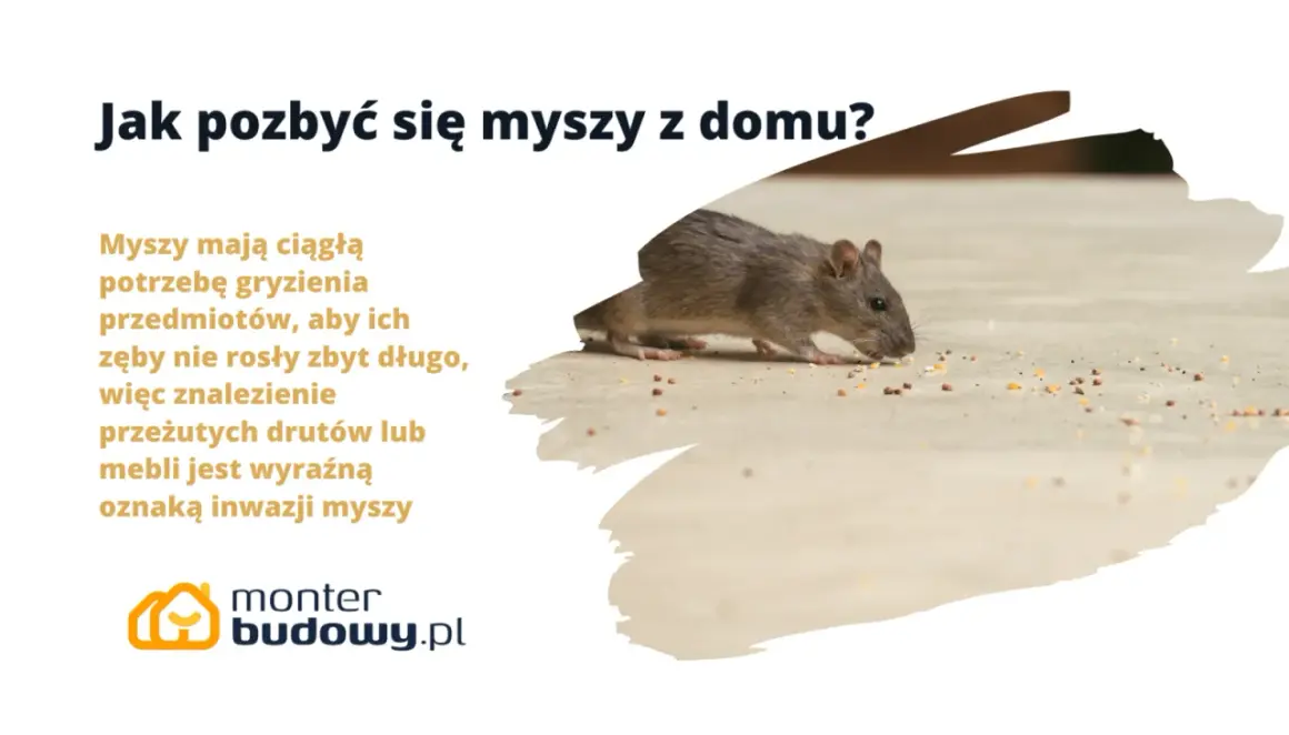 Szara mysz gryzie ziarna na podłodze. Tekst informuje, jak pozbyć się myszy z domu, gdy przegryzają przedmioty.