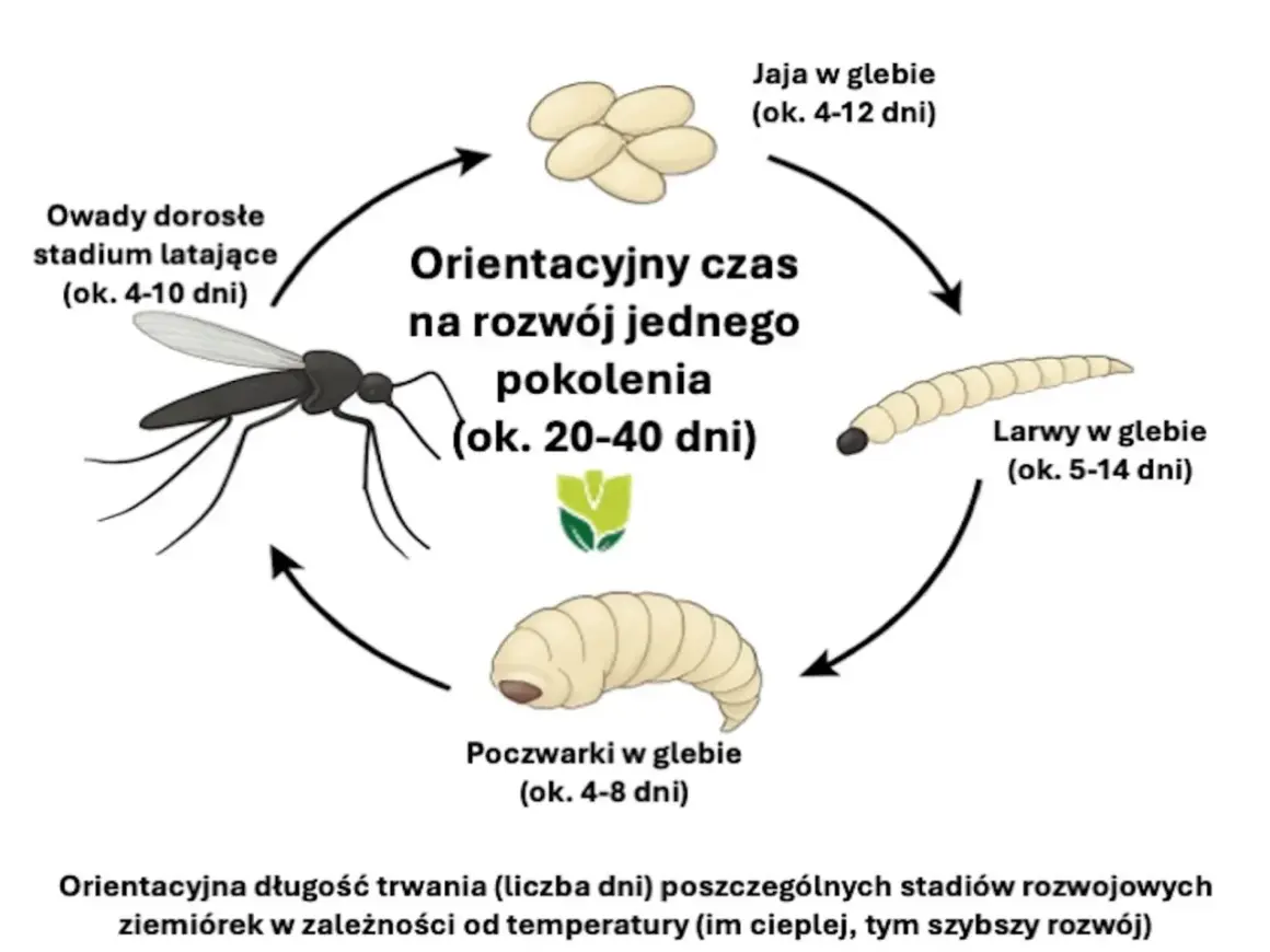 Cykl rozwojowy ziemiórek: jaja, larwy, poczwarki i dorosłe owady latające. Zobacz, jak wyglądają ziemiórki na różnych etapach.