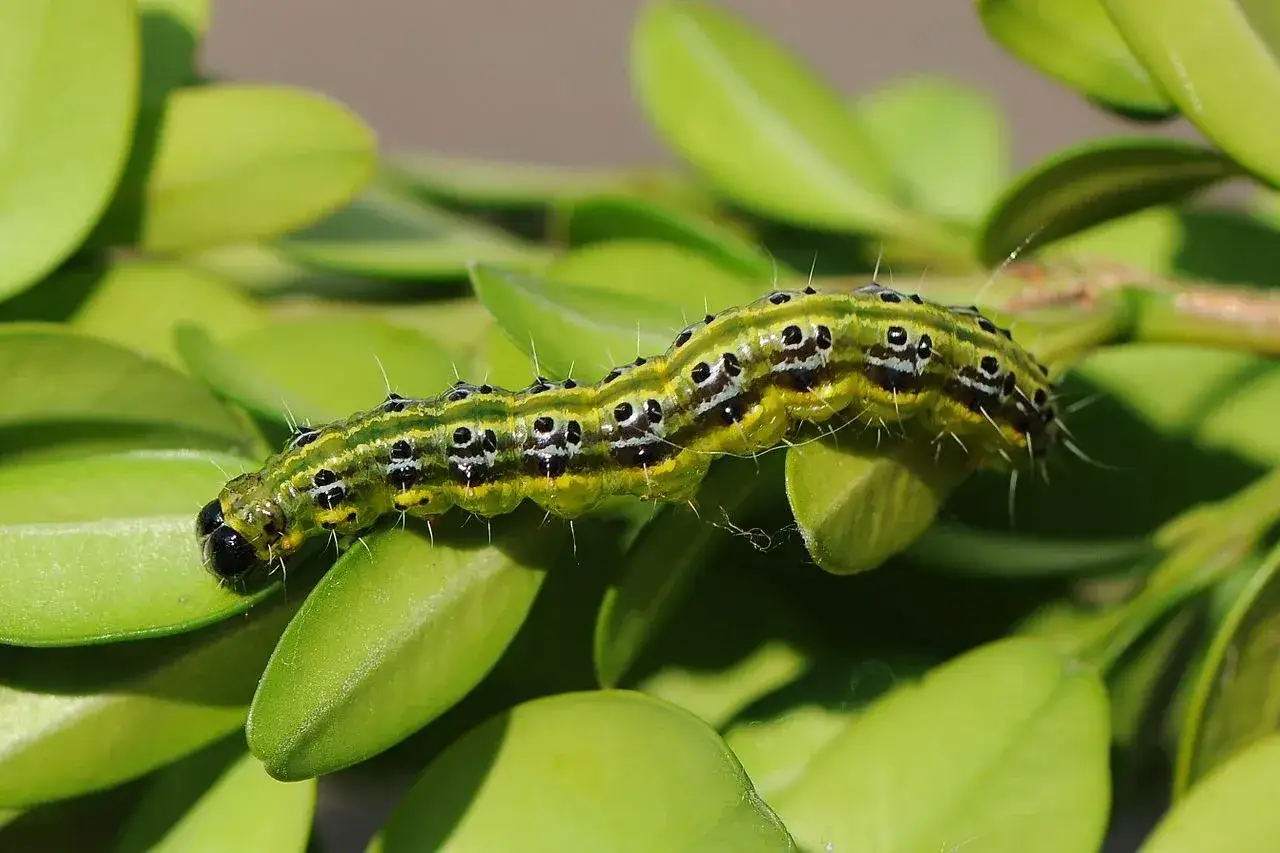 Gąsienica ćmy bukszpanowej na zielonych liściach. Może potrzebuje płynu do naczyń, by zniknąć.